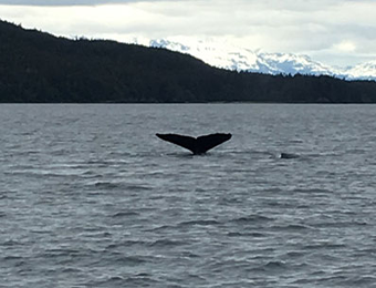 Alaska at Sea Alaska at Sea