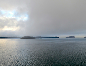 Icy Strait Point Three sea otters floating on their backs